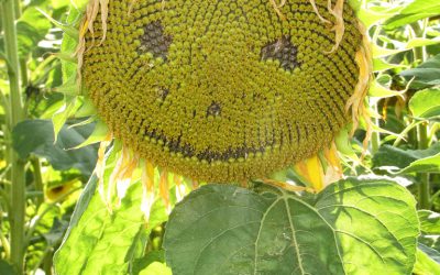 Festival 2011 – Samstag, 20.8.