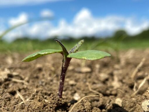 GOLDGELB 2024 – Aufbau Woche 2