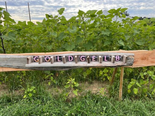 GOLDGELB 2024 – Aufbau – Woche 9