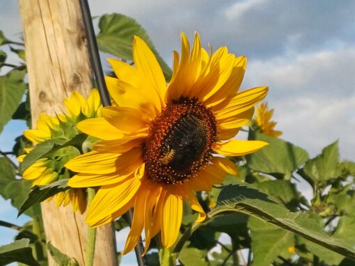 GOLDGELB 2024 – Aufbau – Woche 11