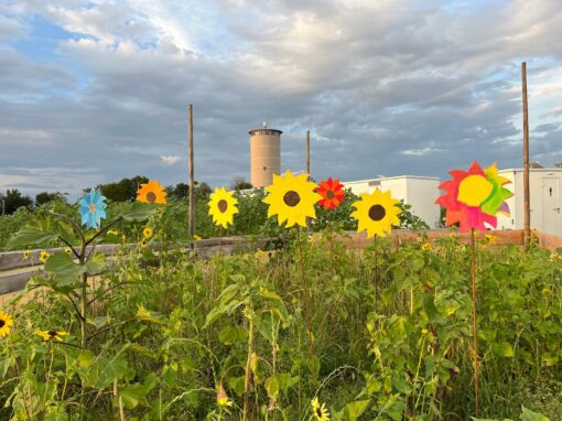 GOLDGELB 2024 – Holzsonnenblumen verschönern auch den Acker
