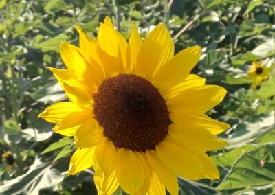 Lichtmasten und Strohballen – Aufbauwoche 7